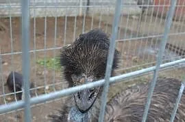 Strusie Emu para - mini ZOO, Juliszew