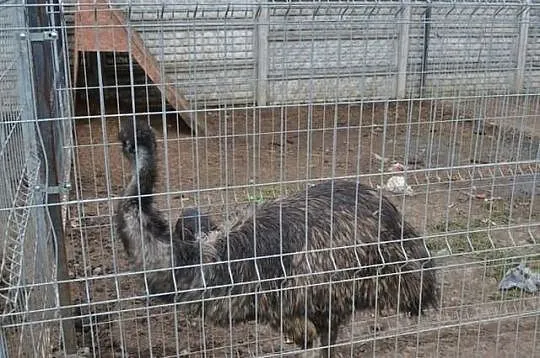 Strusie Emu para - mini ZOO