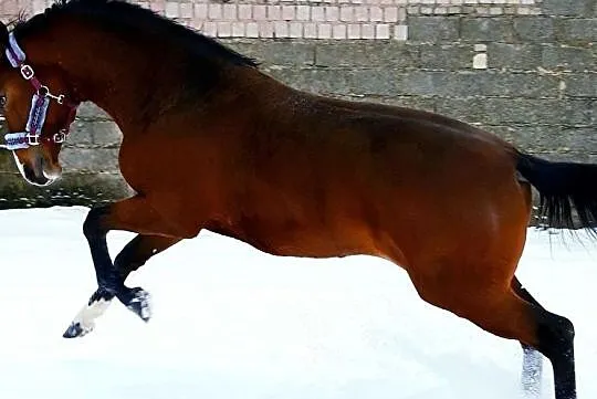 Młody przyszłosciowy wałach!, , Ługi
