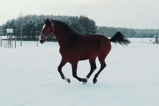 Młody przyszłosciowy wałach!, , Ługi