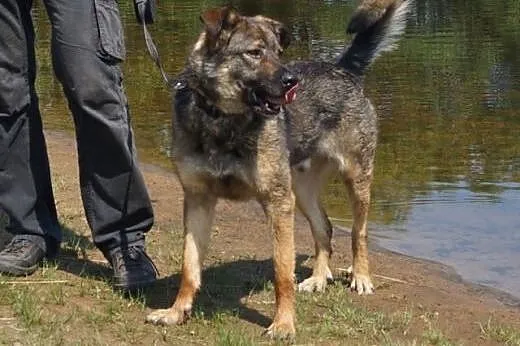 Max- psiak na schwał, tylko domu mu brak,  mazowie