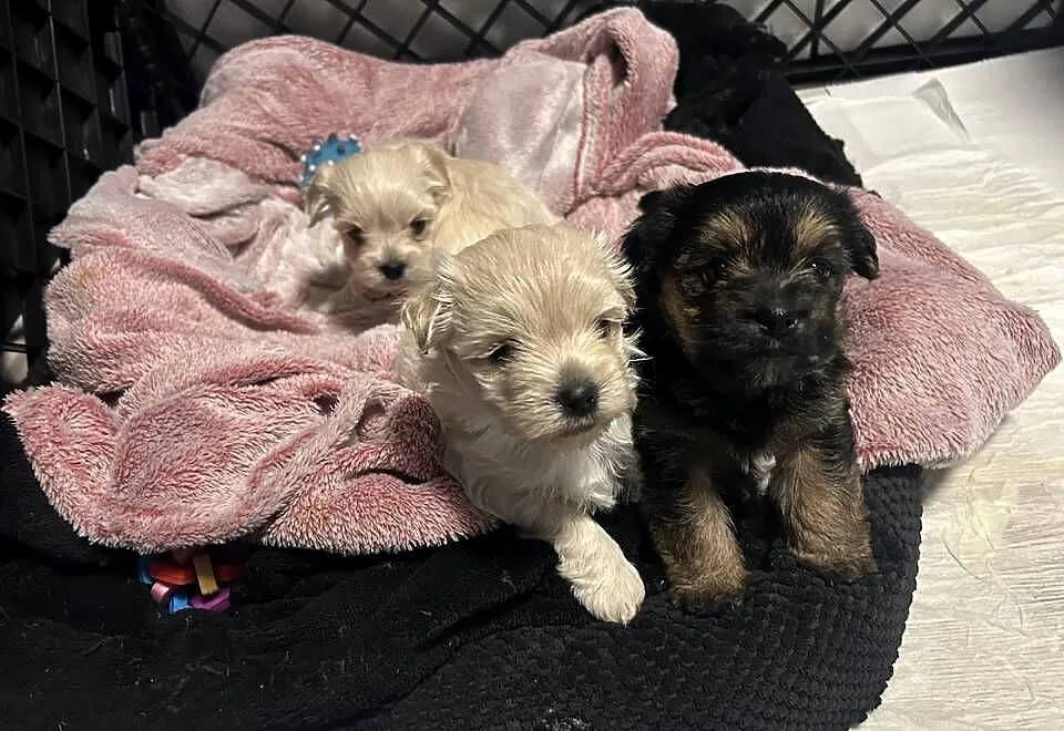 2 białe jeden 1 miały morkie, Pomorskie, Gdańsk