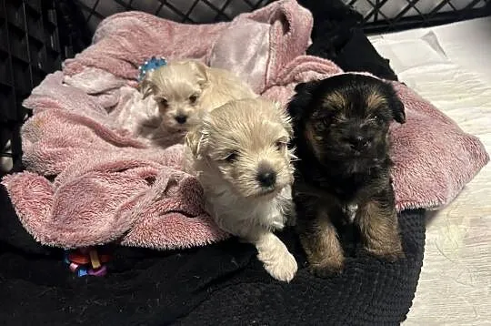 2 białe jeden 1 miały morkie, Pomorskie, Gdańsk