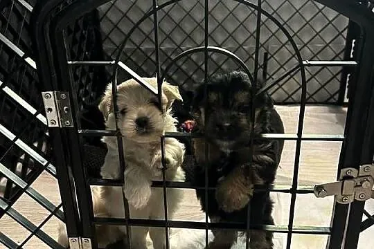 2 białe jeden 1 miały morkie, Pomorskie, Gdańsk