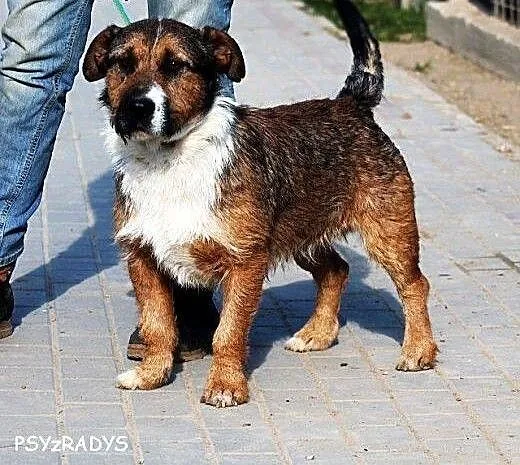 APACZ piękny piesek o dobrym charakterze gaśnie w
