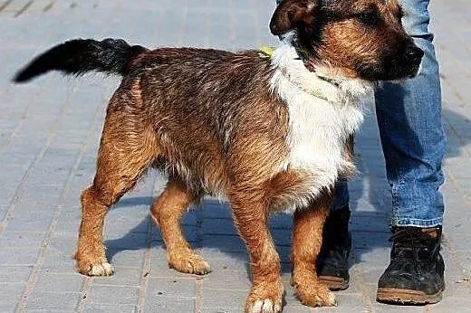 APACZ piękny piesek o dobrym charakterze gaśnie w 