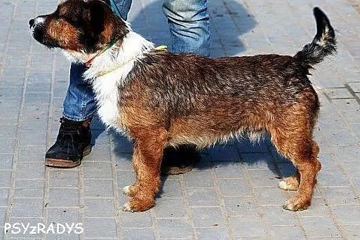 APACZ piękny piesek o dobrym charakterze gaśnie w 