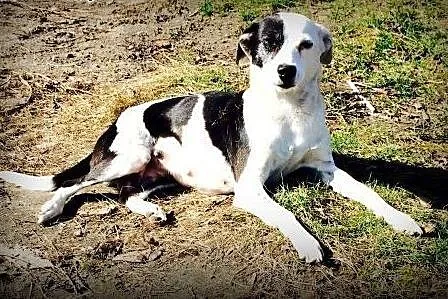 KLARA - piękna, fajna 10 kg sunia szuka domu,  mazowieckie Warszawa