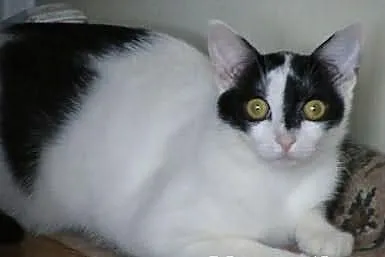 Lili - koteczka szuka domku :)