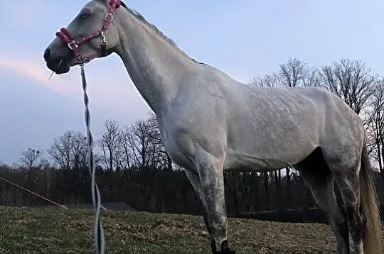 Horalek, , 