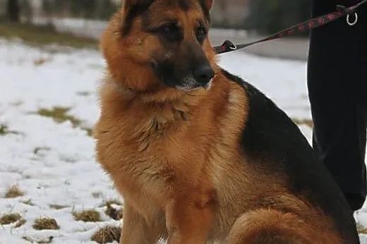 TORIN - mądry, wierny, lojalny - owczarek do adopc