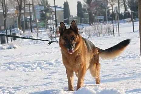 TORIN - mądry, wierny, lojalny - owczarek do adopc