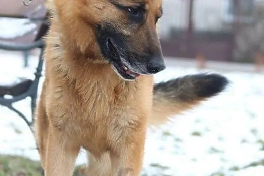 TORIN - mądry, wierny, lojalny - owczarek do adopc