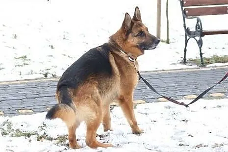 TORIN - mądry, wierny, lojalny - owczarek do adopc