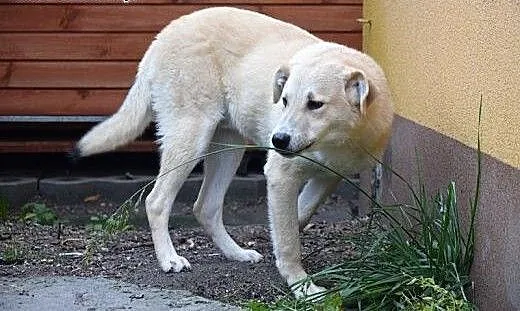 Gutek, młodziutki piesek w typie labradora szuka d