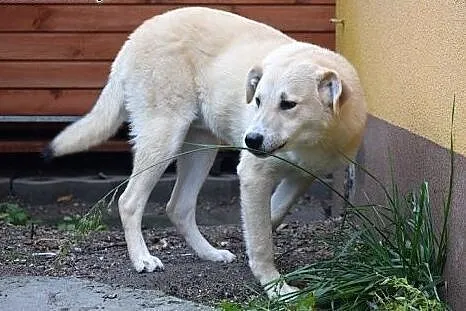 Gutek, młodziutki piesek w typie labradora szuka d