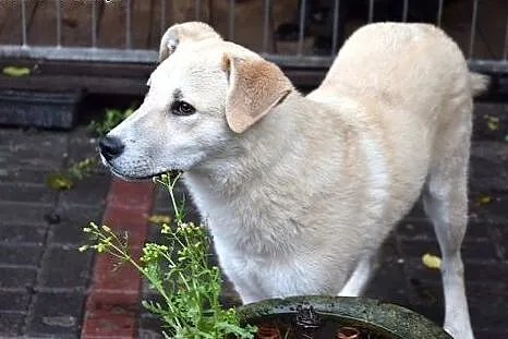 Gutek, młodziutki piesek w typie labradora szuka d