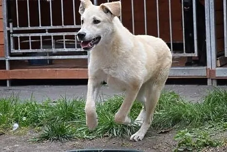 Gutek, młodziutki piesek w typie labradora szuka d