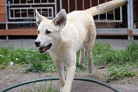 Gutek, młodziutki piesek w typie labradora szuka d