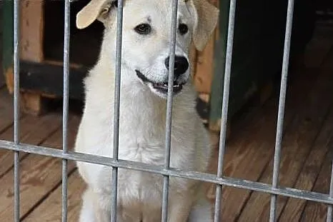 Gutek, młodziutki piesek w typie labradora szuka d