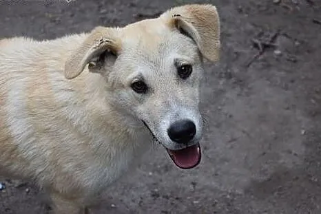 Gutek, młodziutki piesek w typie labradora szuka d
