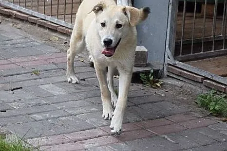 Gutek, młodziutki piesek w typie labradora szuka d