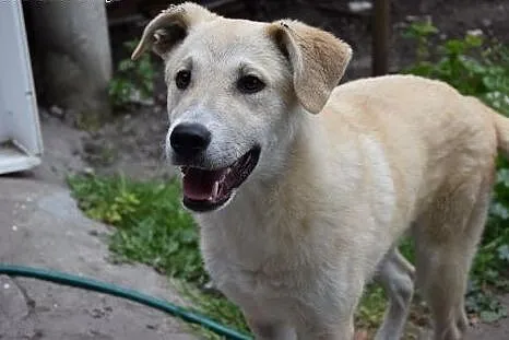Gutek, młodziutki piesek w typie labradora szuka d