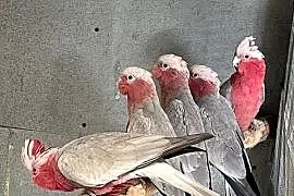 Kakadu Różowe 2025