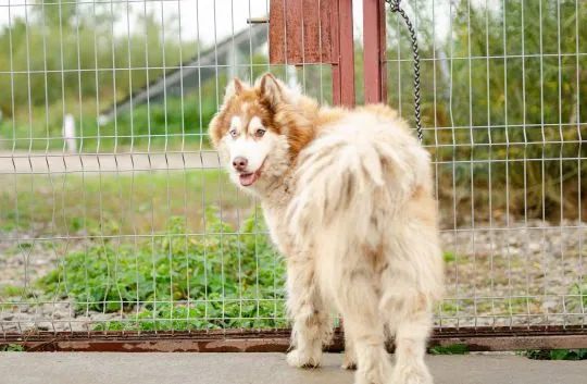 Drako - niebieskooki malamut szuka doświadczonego domu  Drako został odebrany interwencyjnie z makab, , Warszawa