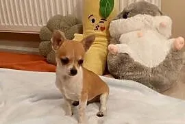 Chihuahua chłopiec komplet szczepień