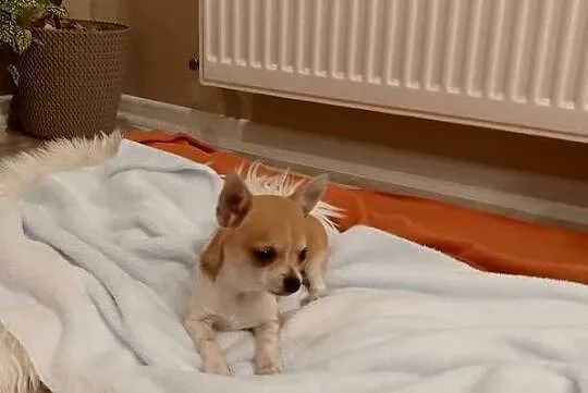 Chihuahua chłopiec komplet szczepień, Małopolskie, Szczucin