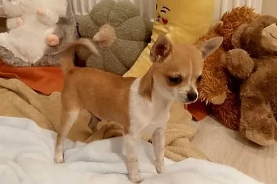 Chihuahua chłopiec komplet szczepień, Małopolskie, Szczucin