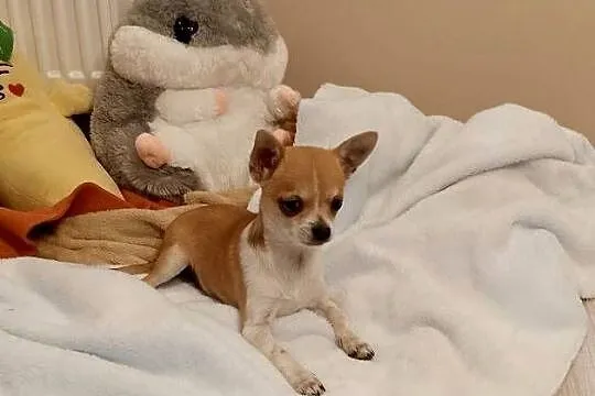 Chihuahua chłopiec komplet szczepień, Małopolskie, Szczucin