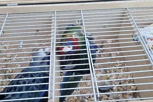 Sprzedam rozele królewskie, Mazowieckie, Chlebnia