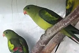Para górskich