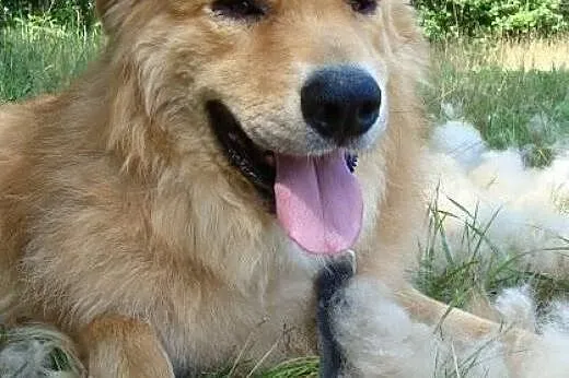 Simba -piękny pies w typie lwa! Uroczy rudy grzywa