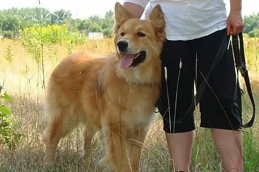 Simba -piękny pies w typie lwa! Uroczy rudy grzywa