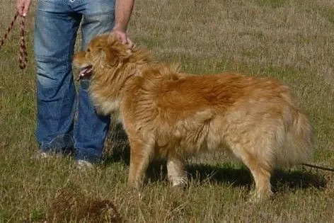 Simba -piękny pies w typie lwa! Uroczy rudy grzywa