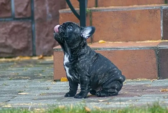 Buldog francuski, Śląskie, Gliwice