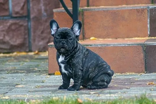 Buldog francuski, Śląskie, Gliwice
