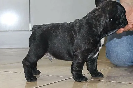 Buldog francuski, Śląskie, Gliwice
