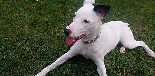 Energiczna LOTKA w typie TTB do adopcji , wielkop