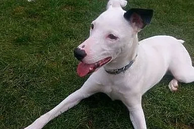 Energiczna LOTKA w typie TTB do adopcji ,  wielkop