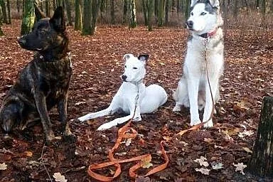 Energiczna LOTKA w typie TTB do adopcji ,  wielkop