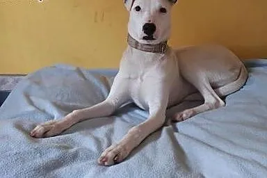 Energiczna LOTKA w typie TTB do adopcji ,  wielkop