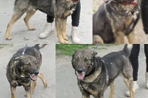 Szukam domu....,  małopolskie Bukowno