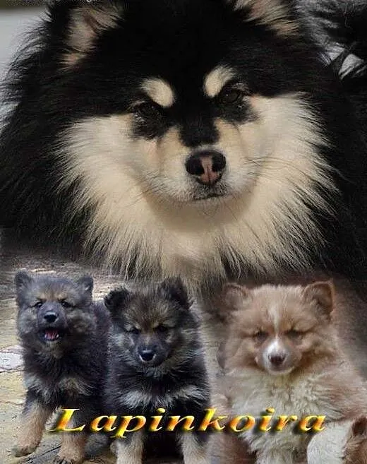 Sprzedam szczenięta z rodowodem Fińska Lapphund.,