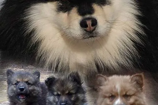 Sprzedam szczenięta z rodowodem Fińska Lapphund., 