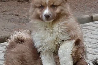 Sprzedam szczenięta z rodowodem Fińska Lapphund., 