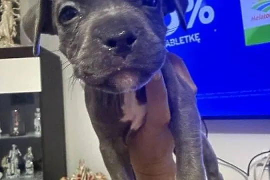 Piękne amstaffy blue !